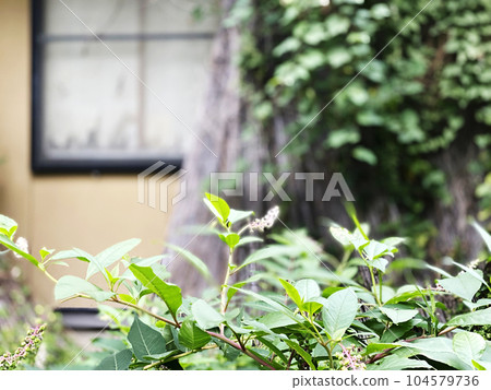 Close-up of weeds entwining windows in an abandoned building Close-up of weeds entwining windows in an abandoned building 104579736