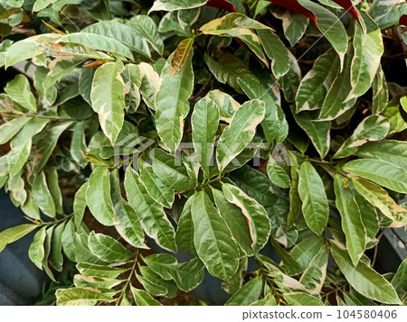 Close up of blindness tree plant  104580406