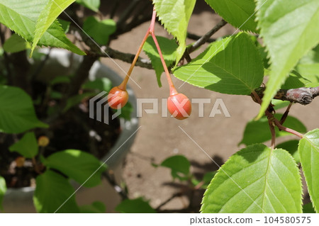 Cherry fruits grown on Kawazu cherry tree Cherry fruits grown on Kawazu cherry tree 104580575