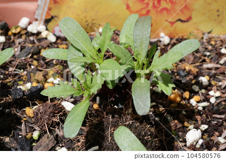sprouted marigold seedlings sprouted marigold seedlings 104580576