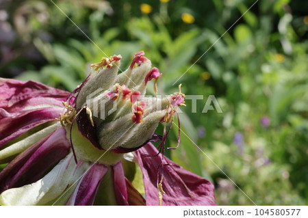 花果散落的牡丹 花果散落的牡丹 104580577