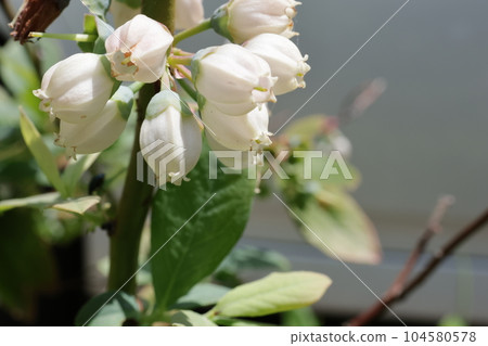 在特寫鏡頭採取的藍莓花 在特寫鏡頭採取的藍莓花 104580578