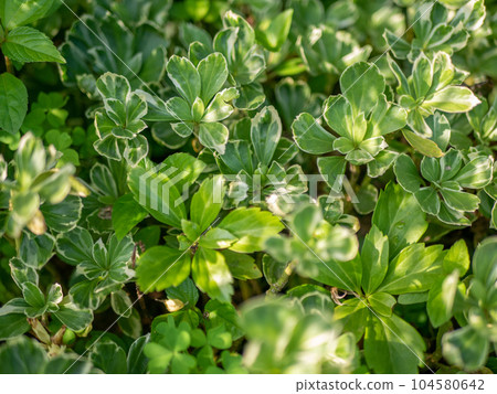 Speckled Fuchsia with beautiful leaf colors [Spring] [Early Summer] [Summer] [Autumn] [Winter] 104580642