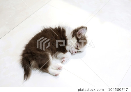 奇瓦瓦小狗 104580747