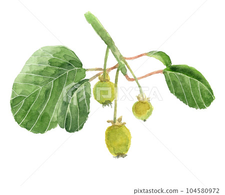 Illustration of kiwi fruit painted by watercolor White back Transparent background 104580972