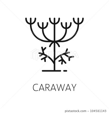 Cumin branch and caraway seeds isolated outline culinary herb. Vector food seasoning, organic plant used as cooking condiment and in traditional medicine Cumin branch and caraway seeds isolated outline culinary herb. Vector food seasoning, organic plant used as cooking condiment and in traditional medicine 104581143