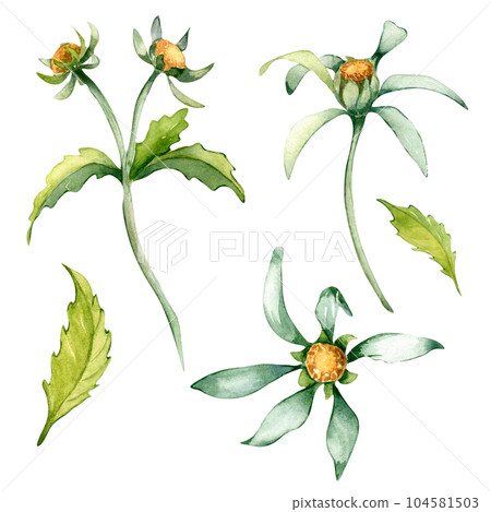 Bidens tripartita medicinal plant watercolor illustration isolated on white background. Tree lobe beggarttick yellow flower, useful herb bur marigold hand drawn. Design for label, package, postcard Bidens tripartita medicinal plant watercolor illustration isolated on white background. Tree lobe beggarttick yellow flower, useful herb bur marigold hand drawn. Design for label, package, postcard 104581503