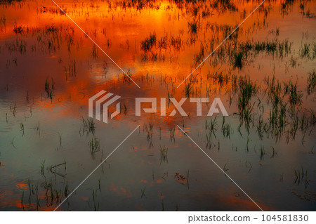 orange sunrise in the rural fields of Thailand 104581830
