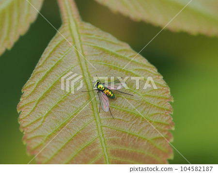 A kind of glittering paper fly A kind of glittering paper fly 104582187