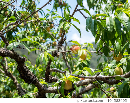 Peach orchard in Spring in Taiwan. 104582495