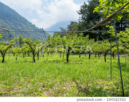 Peach orchard in Spring in Taiwan. 104582502