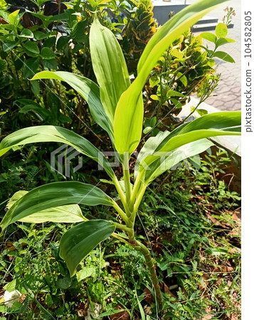 Close up of ti plant  104582805