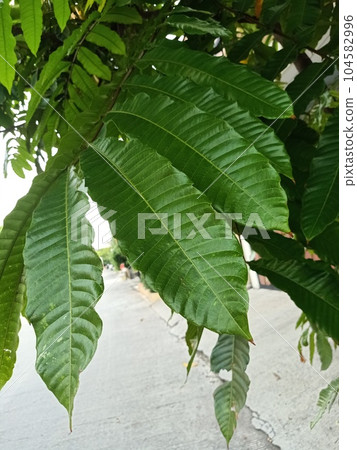 Close up view of megan plant  104582996
