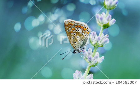 Lavender flowers in field. Pollination with butterfly and lavender with sunshine, sunny lavender. Soft focus, blurred blue background. 104583007