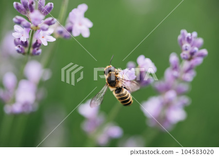 Honey bee pollinates lavender flowers. Plant decay with insects., sunny lavender. Lavender flowers in field. Soft focus, Close-up macro image wit blurred background. Honey bee pollinates lavender flowers. Plant decay with insects., sunny lavender. Lavender flowers in field. Soft focus, Close-up macro image wit blurred background. 104583020