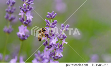 Honey bee pollinates lavender flowers. Plant decay with insects., sunny lavender. Lavender flowers in field. Soft focus, Close-up macro image wit blurred background. Honey bee pollinates lavender flowers. Plant decay with insects., sunny lavender. Lavender flowers in field. Soft focus, Close-up macro image wit blurred background. 104583036