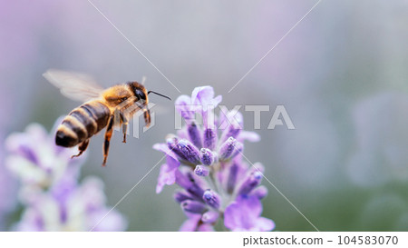 Honey bee pollinating lavender flowers. Plant decay with insects. Blurred summer background of lavender flowers with bees. Beautiful wallpaper. soft focus. Lavender Field Bee flying over flower Honey bee pollinating lavender flowers. Plant decay with insects. Blurred summer background of lavender flowers with bees. Beautiful wallpaper. soft focus. Lavender Field Bee flying over flower 104583070