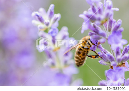 Honey bee pollinates lavender flowers. Plant decay with insects., sunny lavender. Lavender flowers in field. Soft focus, Close-up macro image wit blurred background. Honey bee pollinates lavender flowers. Plant decay with insects., sunny lavender. Lavender flowers in field. Soft focus, Close-up macro image wit blurred background. 104583091