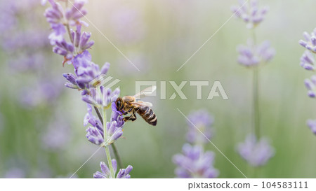 Honey bee pollinates lavender flowers. Plant decay with insects., sunny lavender. Lavender flowers in field. Soft focus, Close-up macro image wit blurred background. Honey bee pollinates lavender flowers. Plant decay with insects., sunny lavender. Lavender flowers in field. Soft focus, Close-up macro image wit blurred background. 104583111