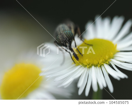 A blackfly with a characteristic compound eye pattern that eats on the flower of a fleabane. A blackfly with a characteristic compound eye pattern that eats on the flower of a fleabane. 104585075