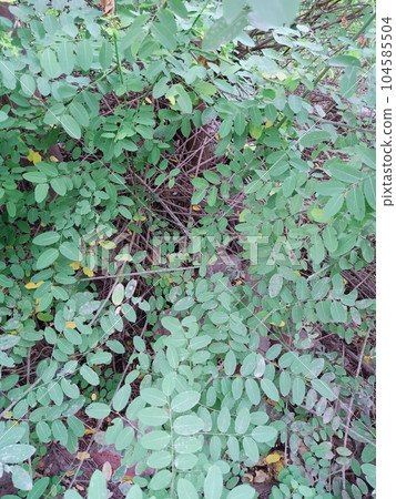 Close up of black locust plant Close up of black locust plant 104585504