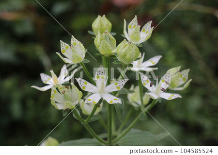 Akebonosou flowers growing at the foot of Mt. Haruna in Gunma Prefecture Akebonosou flowers growing at the foot of Mt. Haruna in Gunma Prefecture 104585524