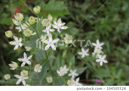 Akebonosou flowers growing at the foot of Mt. Haruna in Gunma Prefecture Akebonosou flowers growing at the foot of Mt. Haruna in Gunma Prefecture 104585526