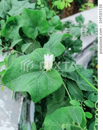 Close up of ivy gourd plant Close up of ivy gourd plant 104585538
