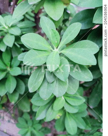 Dwarf Umbrella Tree Green Leaves Texture Background  104586904