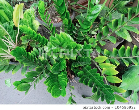 Close up view of zz plant Close up view of zz plant 104586952