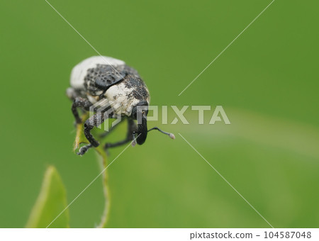 可能是白尾中國象鼻蟲 104587048