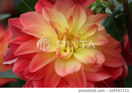 Gorgeous dahlia flowers with clear color - 2 Gorgeous dahlia flowers with clear color - 2 104587133