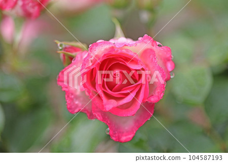 Beeffer's Rose Beeffer's Rose 104587193