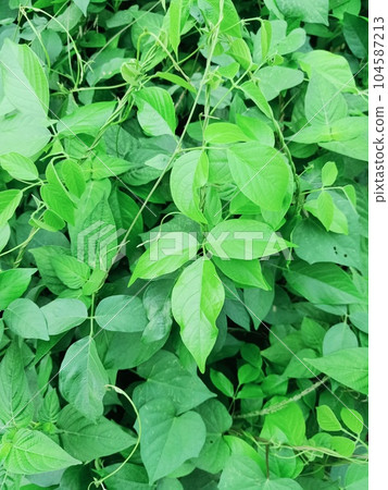 Close up of sword bean plant Close up of sword bean plant 104587213