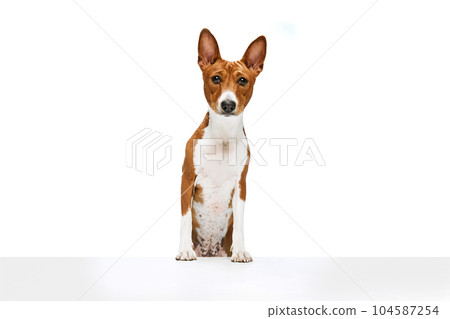 One white-red cute Basenji dog isolated over white studio background. Concept of animal care, fashion and ad One white-red cute Basenji dog isolated over white studio background. Concept of animal care, fashion and ad 104587254