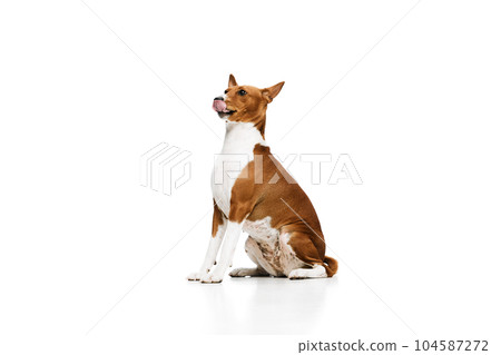 Studio shot of white-red purebred Basenji dog posing isolated over white background. Concept of animal care, fashion and ad Studio shot of white-red purebred Basenji dog posing isolated over white background. Concept of animal care, fashion and ad 104587272