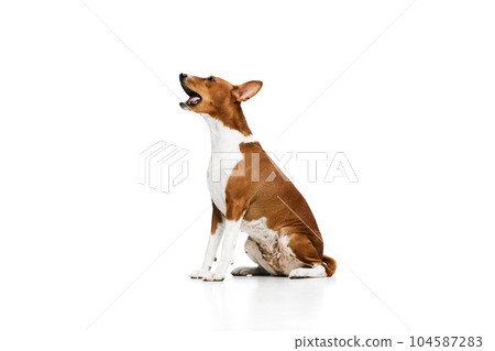 One white-red cute Basenji dog isolated over white studio background. Concept of animal care, fashion and ad 104587283