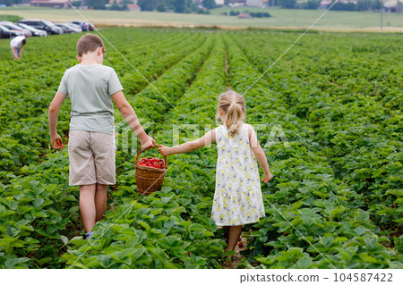 Two siblings, preschool girl and school boy having fun with picking on strawberry farm in summer. Children, sister and brother eat healthy organic food, fresh strawberries. Kids helping with harvest. Two siblings, preschool girl and school boy having fun with picking on strawberry farm in summer. Children, sister and brother eat healthy organic food, fresh strawberries. Kids helping with harvest. 104587422