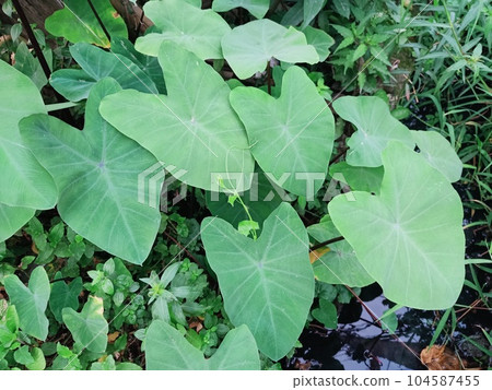 Close up view of cocoyam plant Close up view of cocoyam plant 104587455