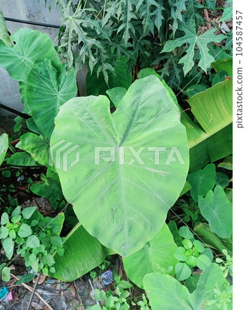 Close up view of cocoyam plant  104587457