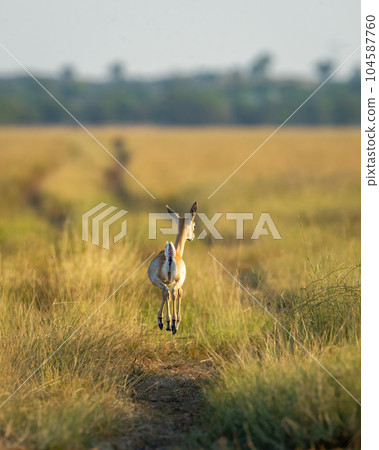 wild female blackbuck or antilope cervicapra or Indian antelope back profile with high jump in air in winter evening golden hour light and grassland landscape of tal chhapar sanctuary rajasthan india wild female blackbuck or antilope cervicapra or Indian antelope back profile with high jump in air in winter evening golden hour light and grassland landscape of tal chhapar sanctuary rajasthan india 104587760