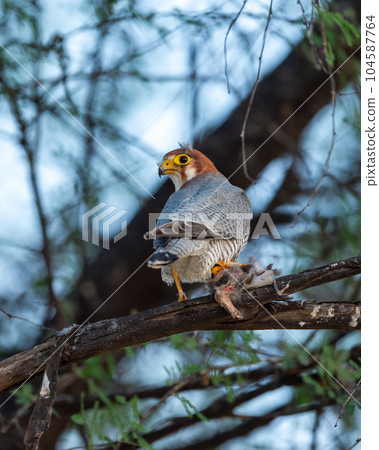 Red necked falcon or Falco chicquera closeup in action perched on branch of a tree after hunt with crested lark bird kill in claws at tal chhapar blackbuck sanctuary rajasthan india asia Red necked falcon or Falco chicquera closeup in action perched on branch of a tree after hunt with crested lark bird kill in claws at tal chhapar blackbuck sanctuary rajasthan india asia 104587764