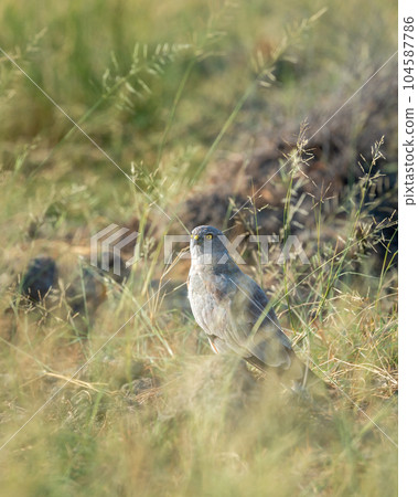 Montagu harrier male or Circus pygargus bird ground perched in natural green grass or meadow during winter migration at tal chhapar sanctuary churu rajasthan india asia 104587786