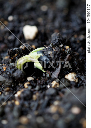 Tanbaguro, which has just sprouted, June 104590127