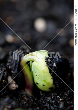 Tanbaguro, which has just sprouted, June 104590130