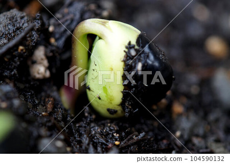 Tanbaguro, which has just sprouted, June 104590132