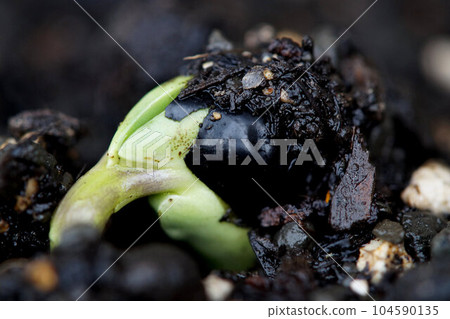 Tanbaguro, which has just sprouted, June 104590135
