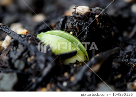 Tanbaguro, which has just sprouted, June 104590136