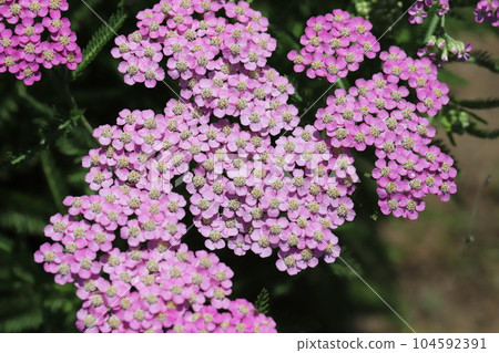 Pink flowers of yarrow blooming in early summer garden Pink flowers of yarrow blooming in early summer garden 104592391