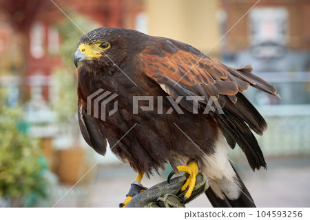 A photograph of a Harris Hawk perched on a gauntlet A photograph of a Harris Hawk perched on a gauntlet 104593256